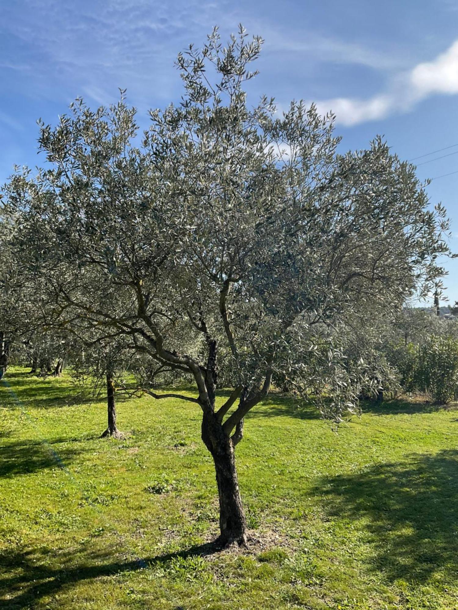 Provence Km28 Bed & Breakfast Горд Екстериор снимка