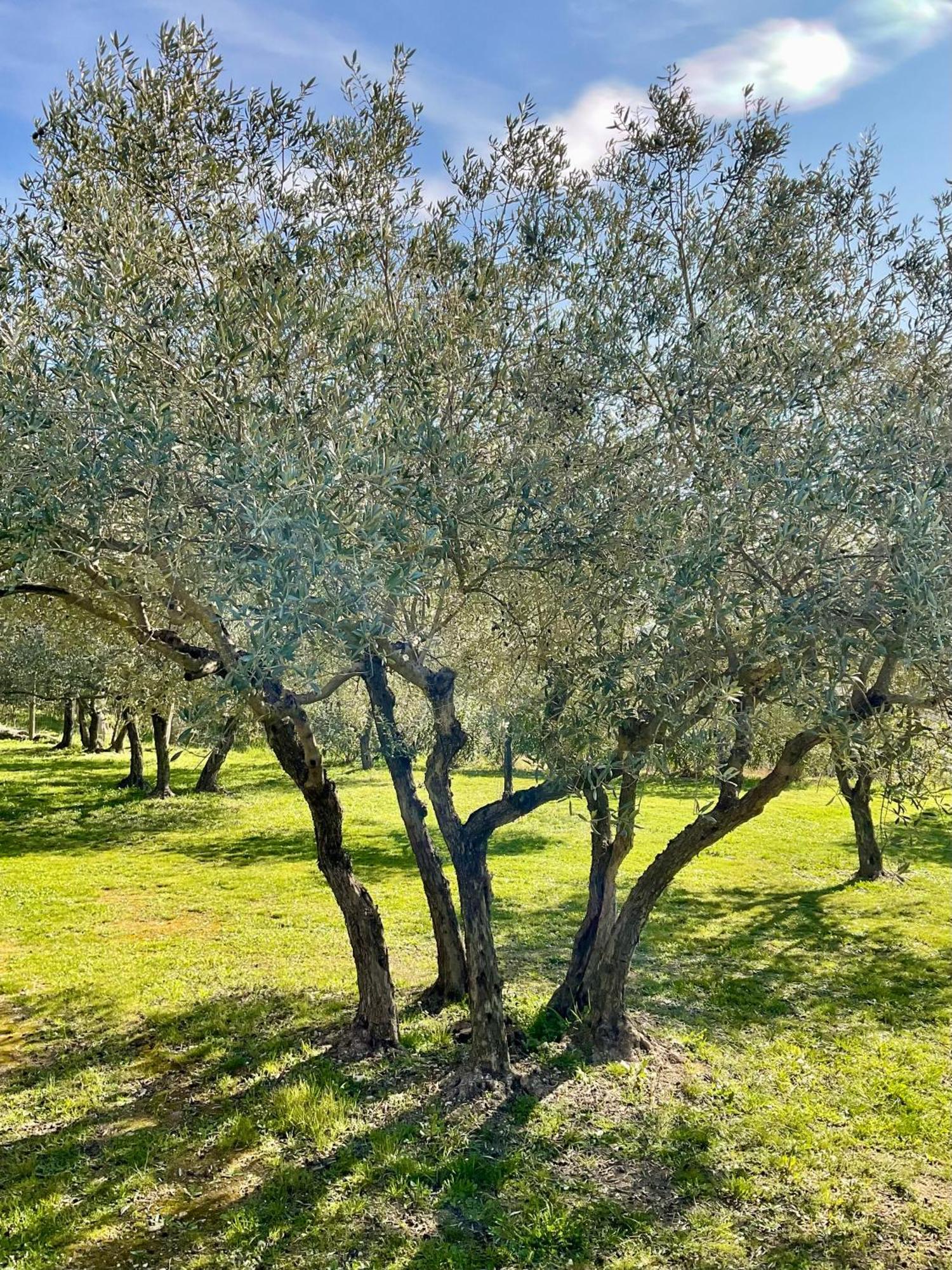 Provence Km28 Bed & Breakfast Горд Екстериор снимка